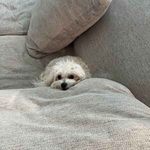 Meet your Posher, Bryan